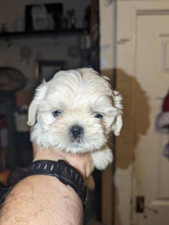 Image 3 of Stunning Imperial Shih Tzu puppies Ready now