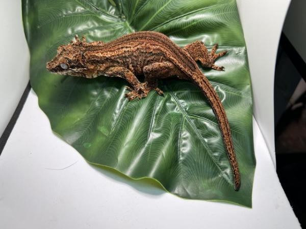 Image 4 of Gargoyle gecko ( Rhacodactylus auriculatus)