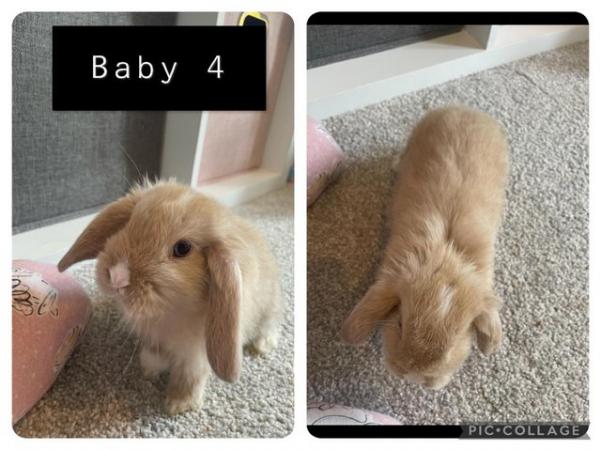 Image 5 of Baby Mini Lop Rabbits only two left - READY NOW