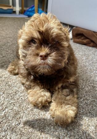 Image 15 of Beautiful shihpoo girl puppy ready now