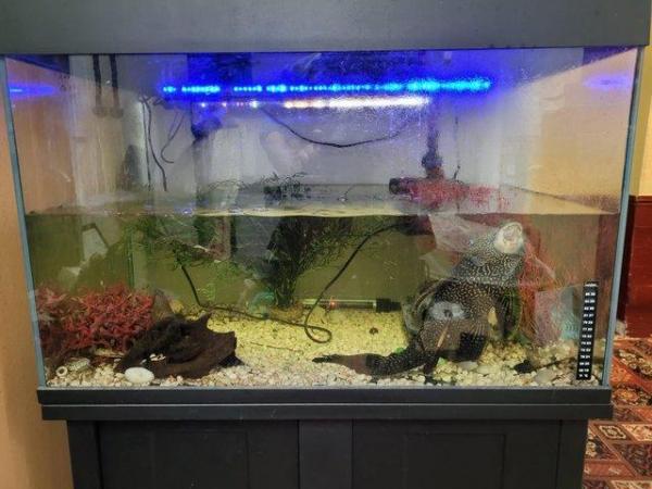 Image 5 of Fish (plecostomus) and Fish Tanks