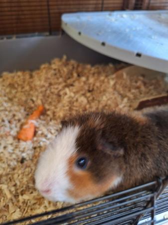 Image 3 of Male guinea pig 12 months old