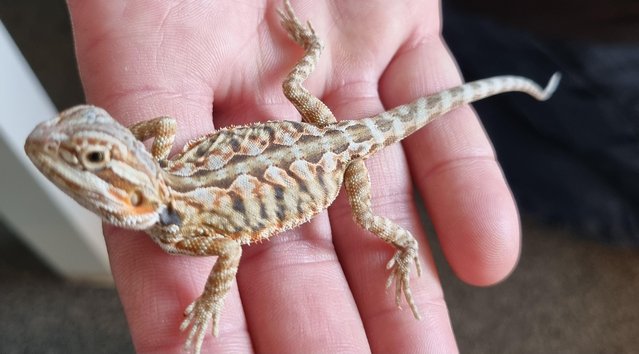 Preview of the first image of 8 weeks old baby bearded dragons males and females.