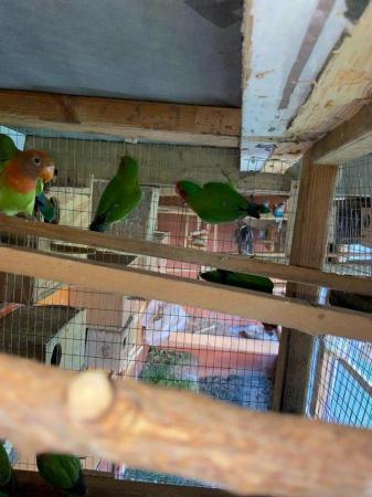 Image 4 of Fisher Love birds pairs for sale