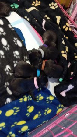 Image 3 of Kc Labrador x husky x Akita x bully puppies for sale
