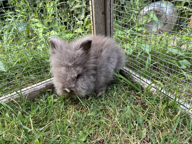 3 beautiful lionhead babies — photo 2 of 4
