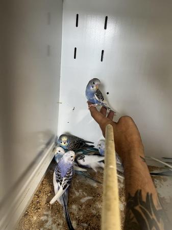 Image 6 of Aviary bred parent reared baby budgies.