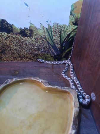 Image 4 of 10 month old snake and setup for sale
