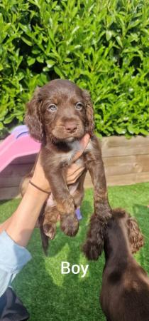 Image 13 of 6 beautiful cockapoo Puppies for sale