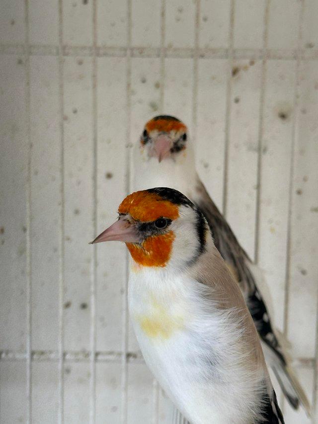 Preview of the first image of Pied and chev Goldfinch 2022/2023 BBC.