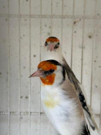 Image 1 of Pied and chev Goldfinch 2022/2023 BBC