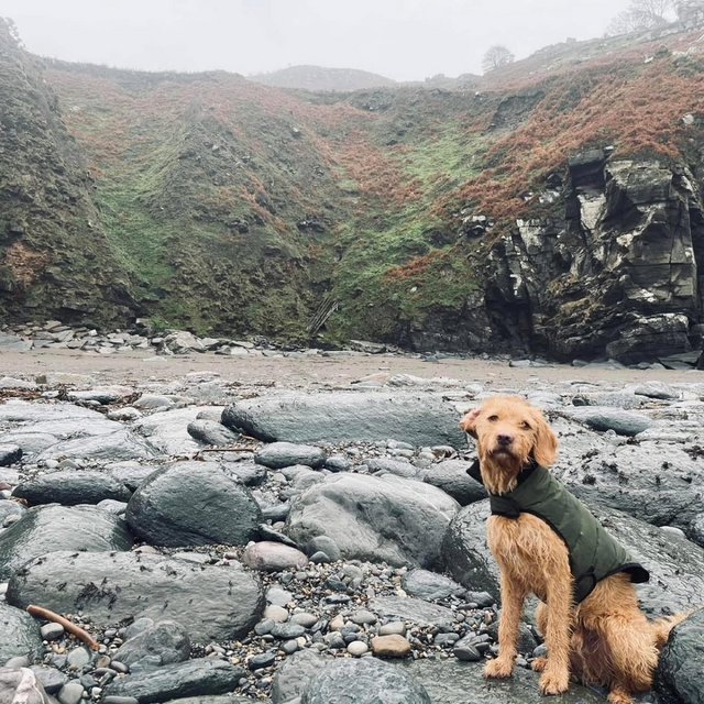 brilliant and amazing 5-year-old Labradoodle. — photo 2 of 4