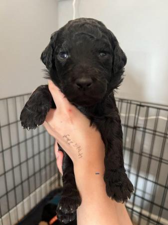 Image 7 of F1B Labradoodle puppies for sale looking for loving humans