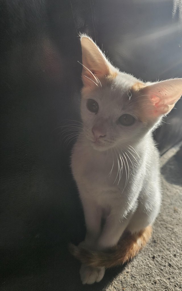 3month Beuitful kittens ready to go now — photo 4 of 4