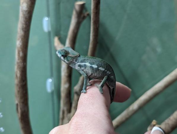 Image 2 of Blue-bar Ambilobe Panther Chameleons
