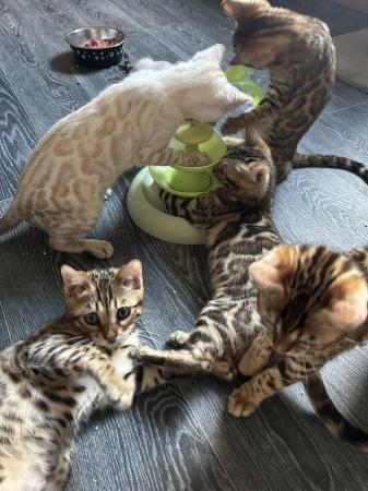 Image 8 of Stunning TICA reg Bengal loving kittens