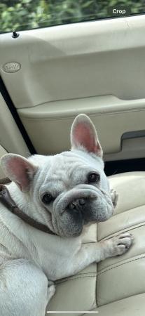 Image 5 of French bull dog looking for forever home