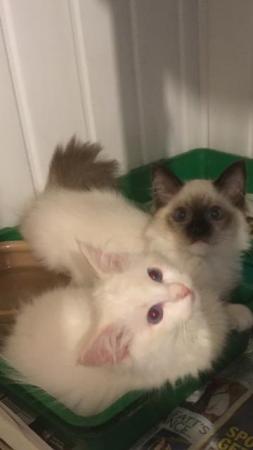 Image 14 of Regis insured fully vaccinated pure Ragdoll kittens £550
