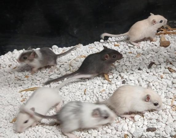 Image 2 of Baby Gerbil's , Males and Females