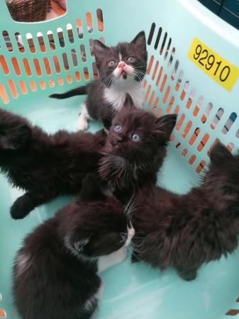 Image 6 of Fluffy maine coon cross siamese kittens