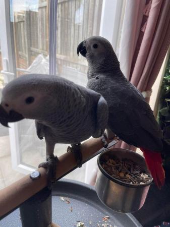 Image 4 of Baby African Greys Silly Tame READY NOW LAST ONE