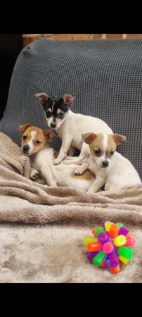 Image 6 of REDUCED 1 MALE  Jack russell x chihuahua puppy