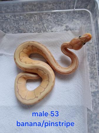 Image 4 of Various royal pythons all ready now
