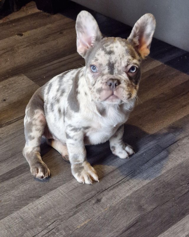 Preview of the first image of Beautiful French Bulldog puppy.
