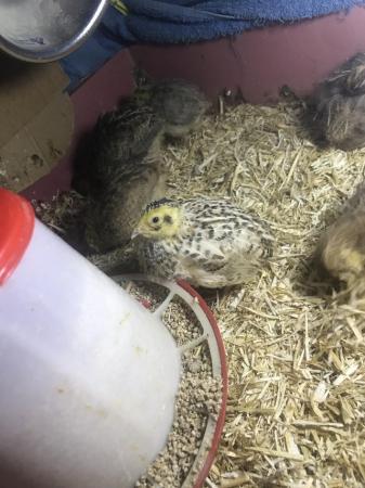 Image 20 of SEXED QUAILS AVAILABLE/1ST JUNE !