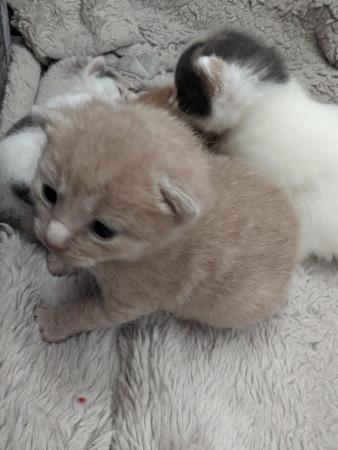 Image 4 of 4 beautiful kittens (reserve only)