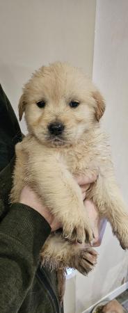 Image 2 of *Ready now* Golden retriever puppies *