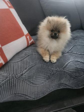 Image 3 of Pomeranian puppy for sale xs.
