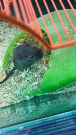 Image 6 of Two male gerbils with accessories.