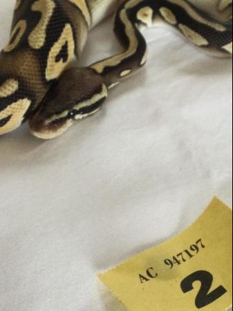 Image 8 of Royal python female pastel mojave het ghost