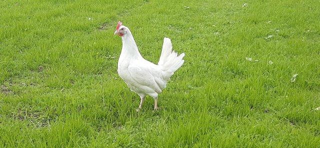 Preview of the first image of Whitestar pullets at point of lay.