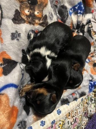 Image 8 of Chorkie pups , These pups are only going to be tiny