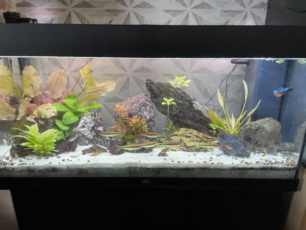 Image 3 of Full aquarium set up juwel tank