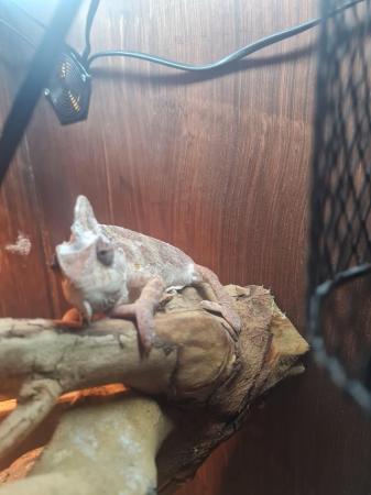 Image 5 of Female Yemen Chameleon for sale to a very good home. Only