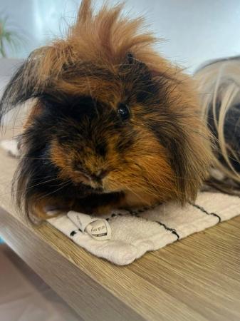 Image 4 of Two male long haired guniea pigs with cage and everything yo