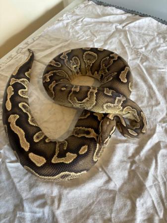 Image 9 of Various royal pythons for sale