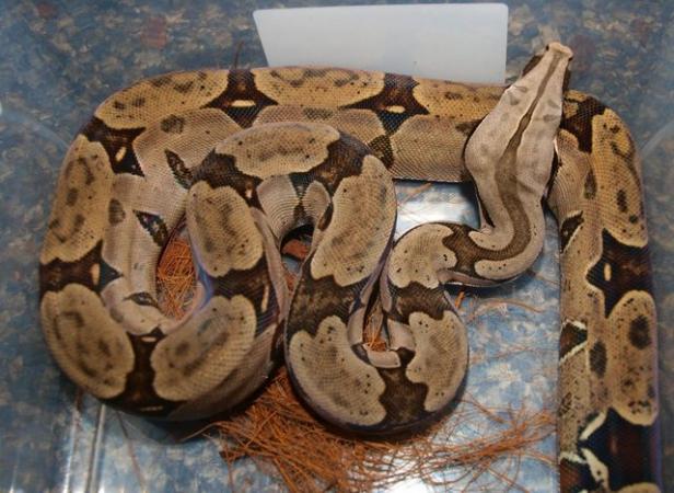 Image 8 of Suriname BCC (True red tail boa constrictor)