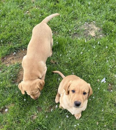 Image 20 of Gorgeous KC registered fox red Labrador puppies