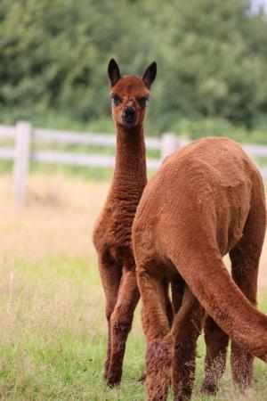 Image 11 of ALPACA  YOUNG FEMALES MAINLY FROM GREY CHAMPIONS