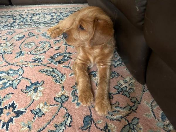 Image 13 of F1 miniature labradoodle puppies