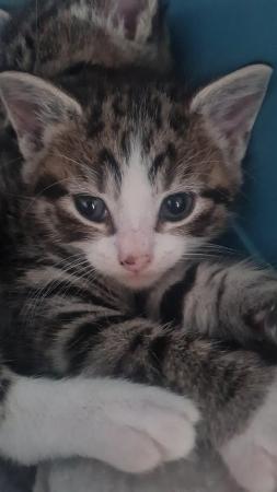 Image 7 of Kittens available to leave in 25th May only one boy availabl