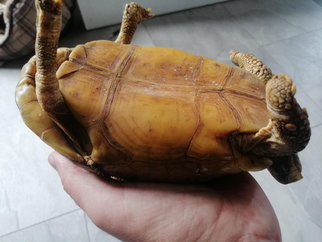 Preview of the first image of African hingeback tortoise.