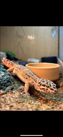 Image 8 of female leopard gecko with whole set up