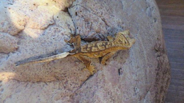 Image 5 of Crested gecko various morphs Harlequin