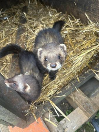 Image 5 of Various ferrets for sale hobs and gills