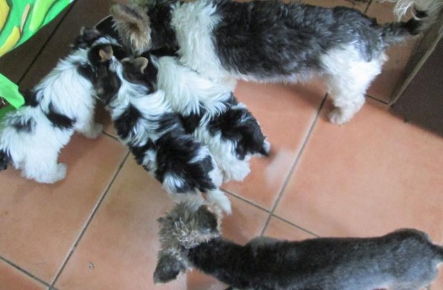 Image 2 of Biewer Yorkshire Terrier Puppies for sale